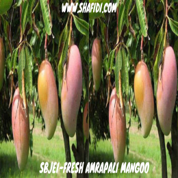 SBJEI-FRESH AMRAPALI MANGO
